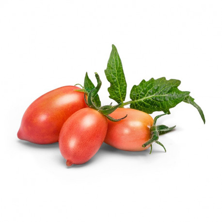 Tomate cherry star /KG